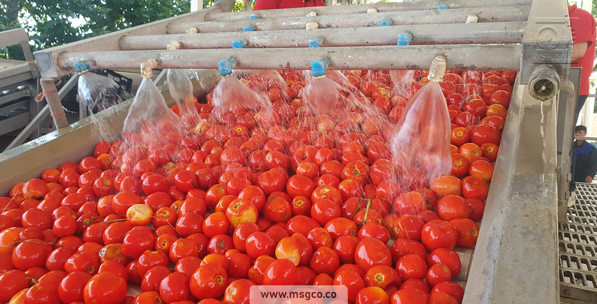 دستگاه سورتینگ گوجه و میوه ماشین سازی عاشوری