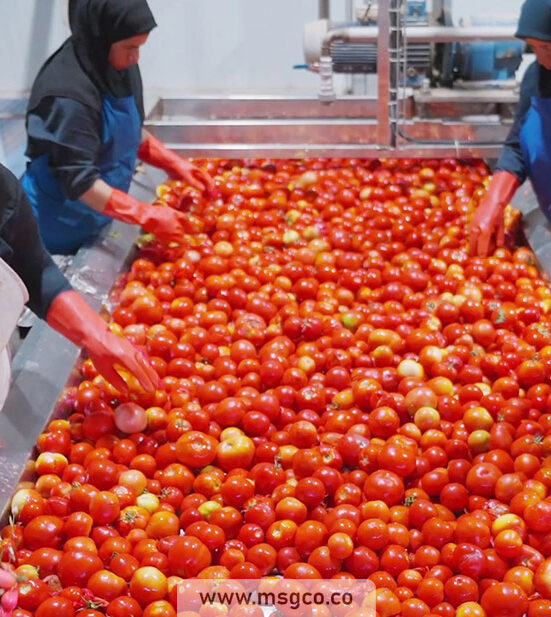 دستگاه سورتینگ گوجه و میوه ماشین سازی عاشوری