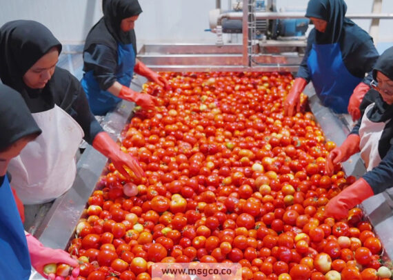 دستگاه سورتینگ گوجه و میوه ماشین سازی عاشوری