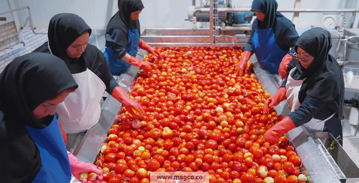 دستگاه سورتینگ گوجه و میوه ماشین سازی عاشوری