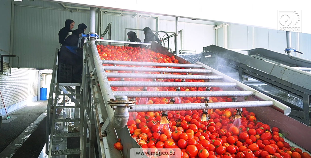 دستگاه سورتینگ گوجه و میوه ماشین سازی عاشوری
