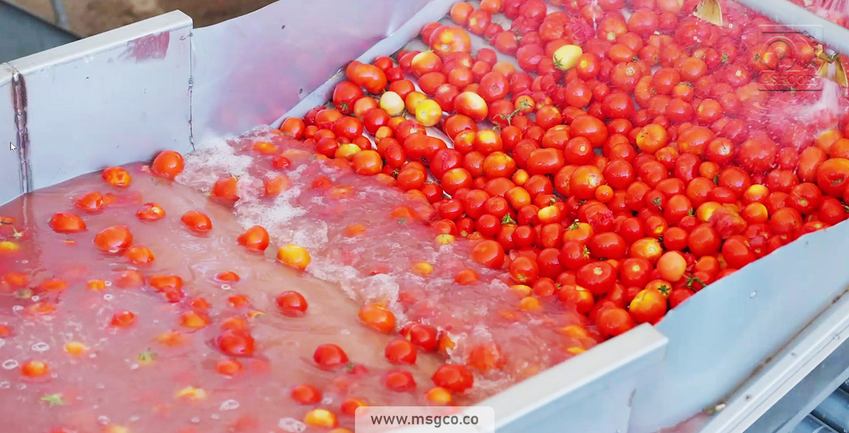 دستگاه سورتینگ گوجه و میوه ماشین سازی عاشوری