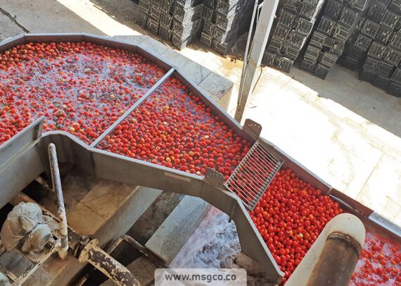 دستگاه سورتینگ گوجه و میوه ماشین سازی عاشوری