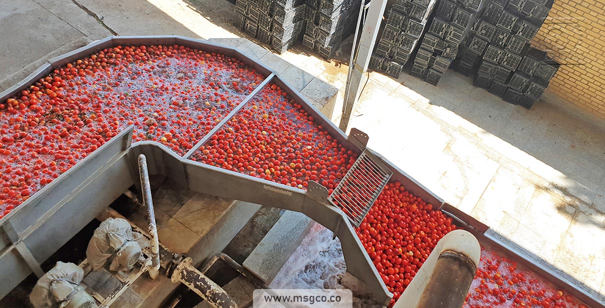 دستگاه سورتینگ گوجه و میوه ماشین سازی عاشوری