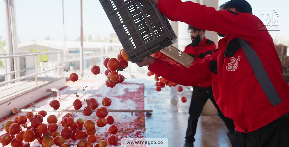 وان دریافت اولیه شستشو محصول خط گوجه فرنگی ماشین سازی عاشوری