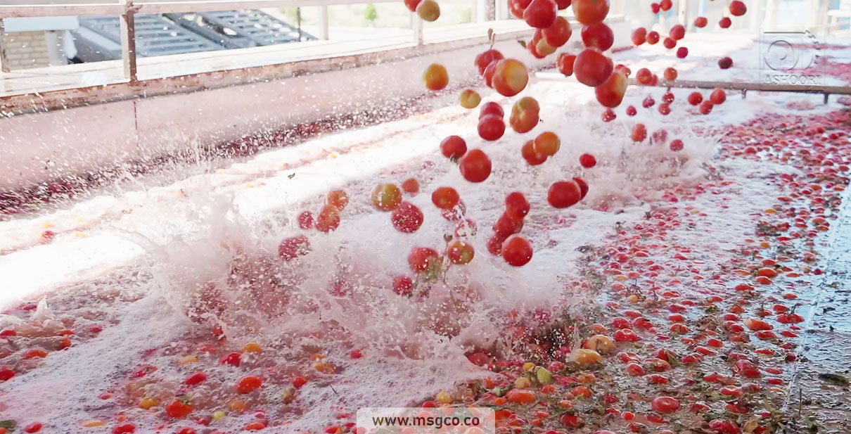وان دریافت اولیه شستشو محصول خط گوجه فرنگی ماشین سازی عاشوری